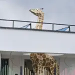 Girafă pentru creșă model 3D